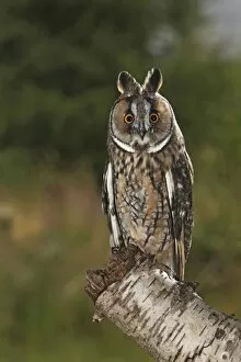 Tree Stumps Gallery: Long eared Owl - perched on tree stump at dusk