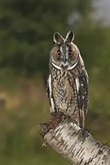 Long eared Owl - perched on tree stump at dusk - Bedfordshire UK 007710