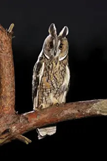 Long Eared Prints: Long Eared Owl - on pine branch at dusk - Bedfordshire UK 008090