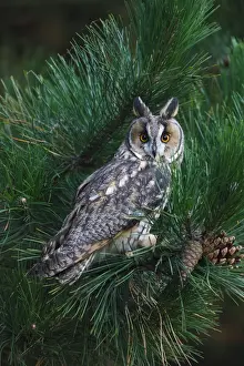 Long Eared Prints: Long eared Owl - in pine tree 8625