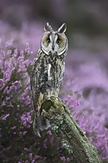 Long Eared Prints: Long eared Owl - on post in heather - West Wales UK 007835