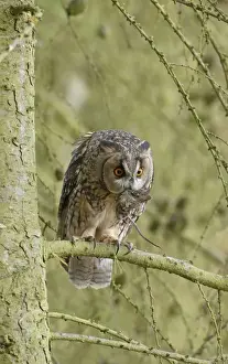 Long Eared Prints: Long eared Owl - with prey in larch tree 8565