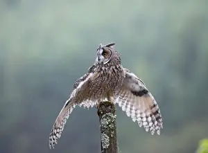 Long Eared Prints: Long eared Owl - in rain - West Wales UK 007934
