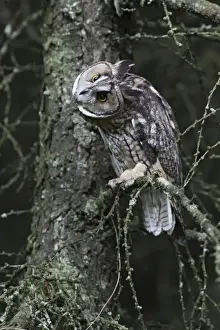 Head On One Side Prints: Long eared Owl - roosting - West Wales UK 007826