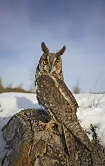 Images Dated 19th December 2009: Long eared owl - in snow - looking over shoulder - wide angle - Bedfordshire UK 008145