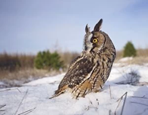 Long eared Owl - in snow - wide angle