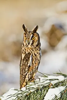Long Eared Prints: Long eared Owl - on snowy branch - camouflage posture - controlled conditions 8693