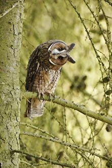 Long eared Owl - turning head in larch tree