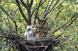 Images Dated 7th November 2006: Long Eared Owl UK