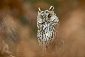 Asio Otus Gallery: Long Eared Owl - UK