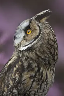 Long Eared Prints: Long eared owl - West Wales UK 007842
