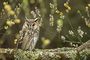 Asio Otus Gallery: Long Eared Owl - Willow - UK