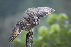 Long eared Owl - wings spread in rain - West Wales UK 007930
