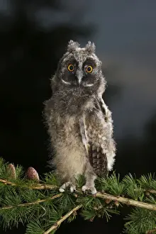 Long Eared Prints: Long Eared Owl - youngster at dusk - Bedfordshire - UK 007433