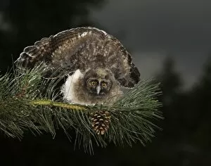 Images Dated 20th June 2009: Long Eared Owl - youngster at dusk - threat display