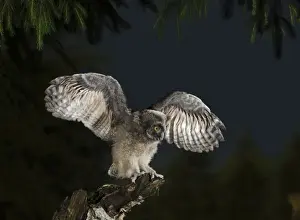 Long Eared Prints: Long Eared Owl - youngster at dusk - wing flapping - Bedfordshire - UK 007438