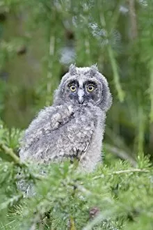 Images Dated 19th June 2009: Long Eared Owl - youngster in larch tree