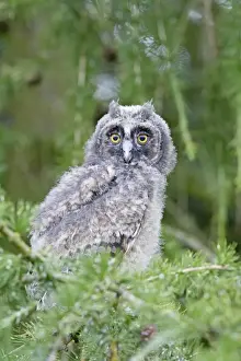 Long Eared Prints: Long Eared Owl - youngster in larch tree - Bedfordshire - UK 007469