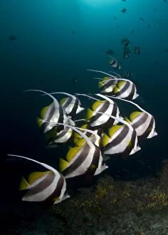 Images Dated 31st December 2011: Long Fin Bannerfish