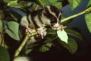 Long-fingered Triok - a striped possum relatively common in highland moss forest, Papua New Guinea, New Guinea highland rainforest GST00057