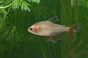 Images Dated 31st October 2005: Long finned Serape Tetra – side view by weeds Dist: Amazon UK