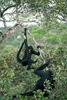Brazil Collection: Long-haired Black Spider Monkey Amazonas, Brazil
