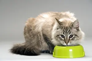 With Bowl Prints: Long-haired Cat - eating food from bowl in studio