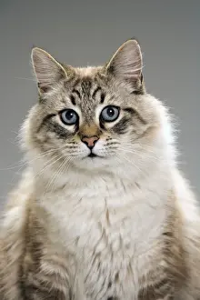 Long-haired cat in studio