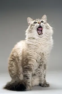 Long-haired cat in studio - yawning