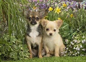 Long Haired Chihuahua puppies outdoors