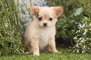 Long Haired Chihuahua puppy outdoors