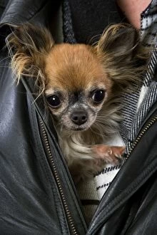 Long-haired Chihuahua - sheltering in in persons jacket