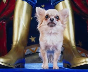 Long-haired Chihuahua - standing between gold boots