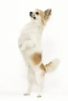 Trick Prints: Long-haired Chihuahua - in studio standing on hind legs