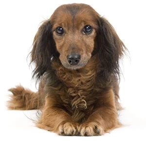 Images Dated 27th August 2010: Long-Haired Dachshund / Teckel Dog - 15 year old in studio. Also known as Doxie / Doxies in the US
