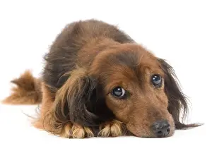 Long-Haired Dachshund / Teckel Dog - 15 year old in studio. Also known as Doxie / Doxies in the US