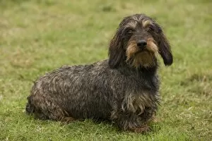 Images Dated 17th October 2009: Long-Haired Dachshund / Teckel Dog. Also known as Doxie / Doxies in the US