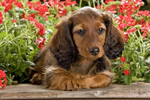 Images Dated 29th June 2000: Long-Haired Dachshund / Teckel Dog / Doxie / Doxies in the US - by flowers