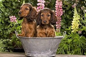 Buckets Gallery: Long-Haired Dachshund / Teckel Dog / Doxie / Doxies in the US - sitting in old metal tub