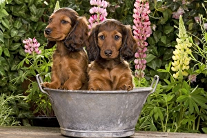 Images Dated 29th June 2000: Long-Haired Dachshund / Teckel Dog / Doxie / Doxies in the US - sitting in old metal tub