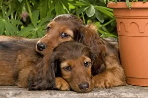 Images Dated 29th June 2000: Long-Haired Dachshund / Teckel Dog / Doxie / Doxies in the US - by flowerpots
