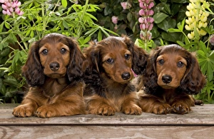 Images Dated 29th June 2000: Long-Haired Dachshund / Teckel Dog / Doxie / Doxies in the US - by flowers