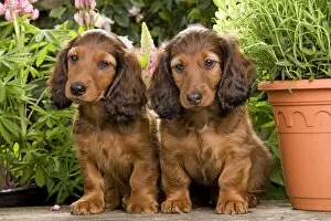 Images Dated 29th June 2000: Long-Haired Dachshund / Teckel Dog / Doxie / Doxies in the US - by flowerpots