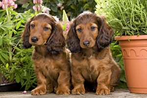 Images Dated 29th June 2000: Long-Haired Dachshund / Teckel Dog / Doxie / Doxies in the US - by flowerpots