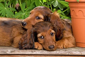 Loving Animals Collection: Long-Haired Dachshund / Teckel Dog - two puppies. Also known as Doxie / Doxies in the US
