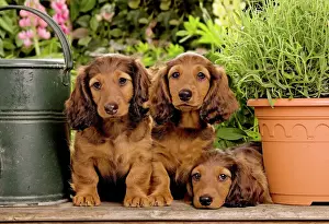 Pots Prints: Long-Haired Dachshund / Teckel Dog - three puppies. Also known as Doxie / Doxies in the US