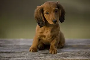 Long-Haired Dachshund / Teckel Dog - puppy. Doxie / Doxies in the US