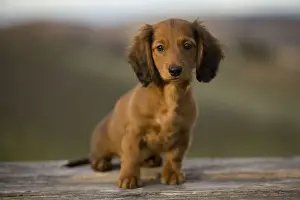 Long-Haired Dachshund / Teckel Dog - puppy. Doxie / Doxies in the US