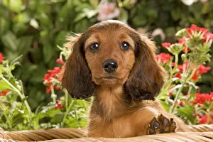 Long-Haired Dachshund / Teckel Dog - puppy with flowers. Also known as Doxie / Doxies in the US