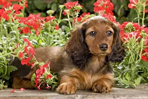Long-Haired Dachshund / Teckel Dog - puppy with flowers. Also known as Doxie / Doxies in the US